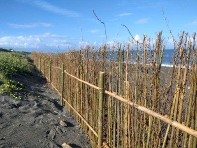 宜蘭校園體驗海岸堆砂籬　為保安林搭起防線 (5)